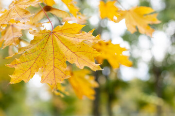 Beautiful yellow maple leaves in autumn park. fall season background