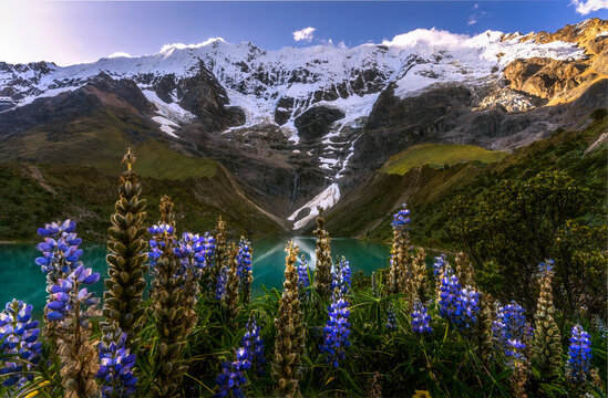 Blooming Andean lupins growing in scenic valley with rocky mountains under blue sky