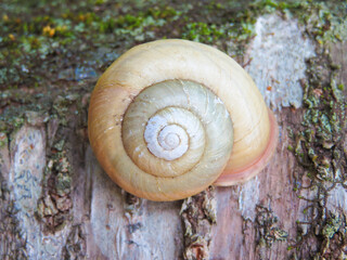 木にくっつくカタツムリ