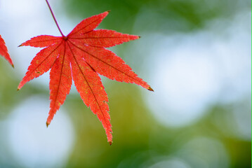 大坂城公園の紅葉