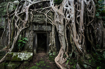 Tree roots cover the entrance door at Ta Prohm Temple, Siem Reap, Cambodia.