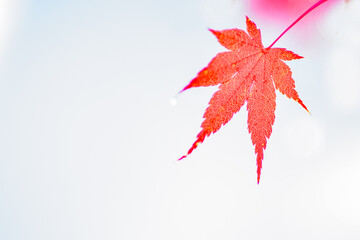 大坂城公園の紅葉