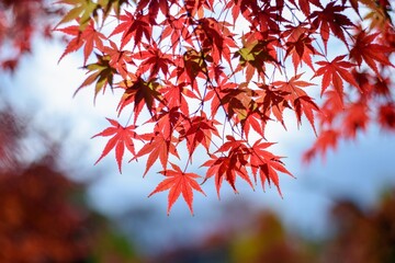 大坂城公園の紅葉
