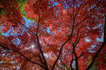 大坂城公園の紅葉