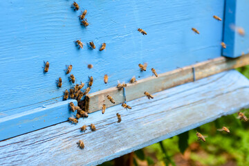 A lot of bees around the hive