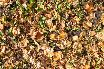 Autumn leaf texture with fallen berries