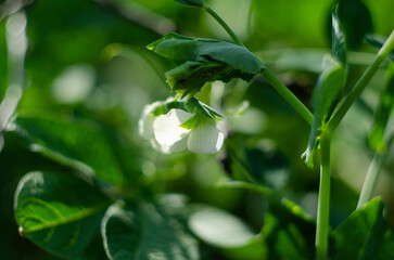 Green Pea plant with white flower in a garden