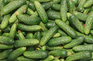 Vegetables from the bazaar, fresh without GMO