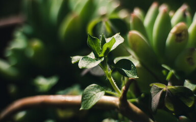 close up of a plant