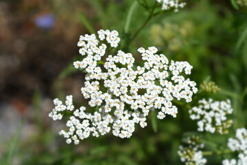 Mountain Yarrow