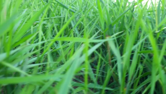 Camera moving through green grass. Slow motion.