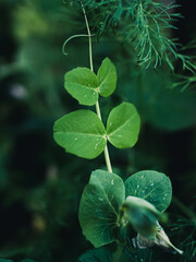 Green leaves