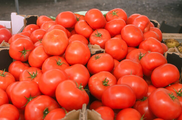 Harvest, Tomato Red