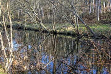 reeds on the bank of the river