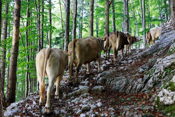 Naklejka na ściany i meble Cows Getting on Summer Alps Pasture in Slovenia