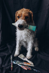 A dog with a brush for paining on a black background. Foxterrier