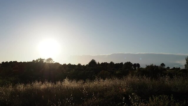 atardecer amanecer sobre bosque y campo con brisa