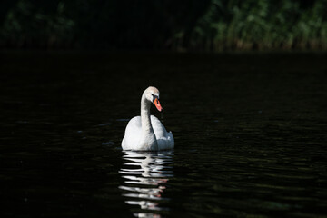Nice white swan sweeming on lake at summer sunny day, nature and wild life birds