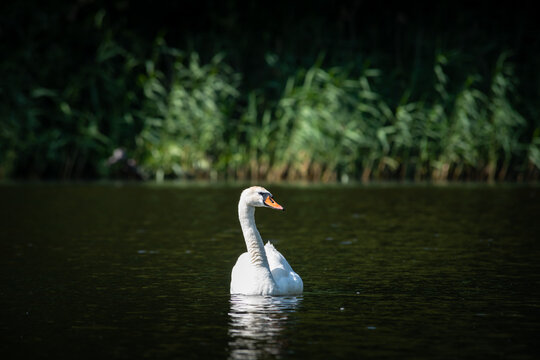 Nice white swan sweeming on lake at summer sunny day, nature and wild life birds
