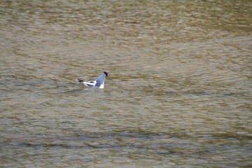 schwimmende Lachmöwe in der Ostsee - Chroicocephalus ridibundus