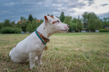Beautiful thoroughbred Jack Russell Terrier on a walk on a leash on the lawn in the city..