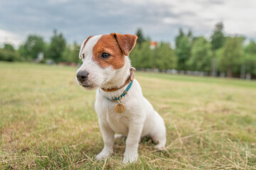 Beautiful thoroughbred Jack Russell Terrier on a walk on a leash on the lawn in the city..