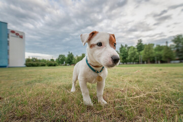 Beautiful thoroughbred Jack Russell Terrier on a walk on a leash on the lawn in the city..
