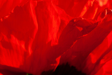 Petals of the oriental poppy close-up