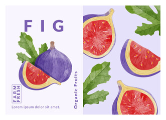 Fig packaging design templates, watercolour style vector illustration.