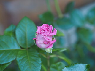 pink rose