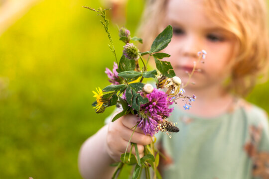 Kind mit selbst gepfl&uuml;ckten Blumen. Kind pfl&uuml;ckt Blumen in Blumenwiese.