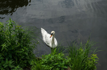 Łabędź  © wedrownik52