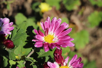 Obraz premium 秋の日本の庭に咲くピンク色のスプレーギクの花