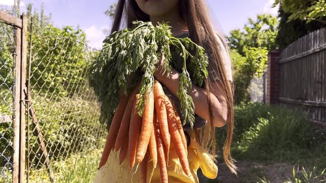 Cute little child girl holding bunch of fresh carrot  in rural garten at sunny day