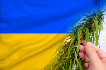 national flag of ukraine, green hemp plants, concept of production of medical cannabis...