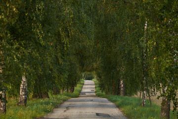 footpath in the park