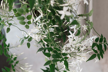 Jasmine plant on balcony or home garden, outdoor hobby gardening, exotic fragrance flowers care
