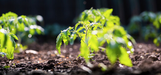 Closeup of young tomato seedling