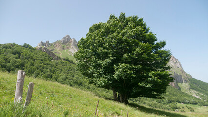 Arbol en ladera de monte en valle verde de parque natural