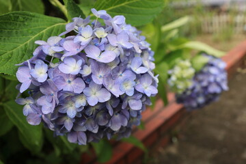 雨に濡れた庭の紫陽花
