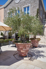 Olive tree in a large pot for landscaping outdoor restaurant
