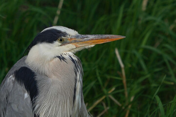 The head of a Grey Heron (Ardea cinerea)