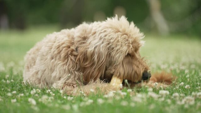 Light Brown labradoodle chewing on dog bone in a grass field