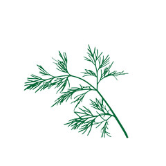 Dill Sprigs Isolated