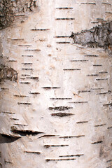 the texture of the birch trunk. Black and white trunk of the Belarusian birch