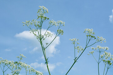 white flowering plant of cumin crop with blue sky