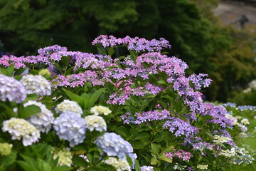 紫陽花の里　あじさい祭り