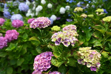 紫陽花の里　紫陽花祭り