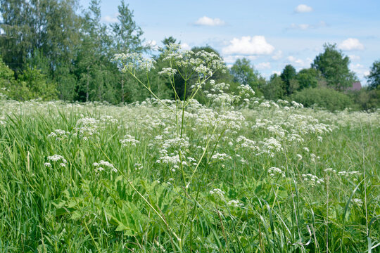 white flowering plant of cumin crop with blue sky