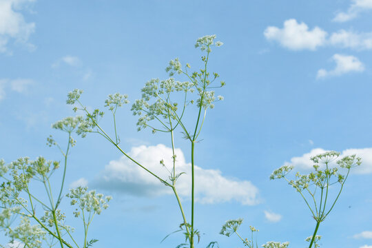 white flowering plant of cumin crop with blue sky